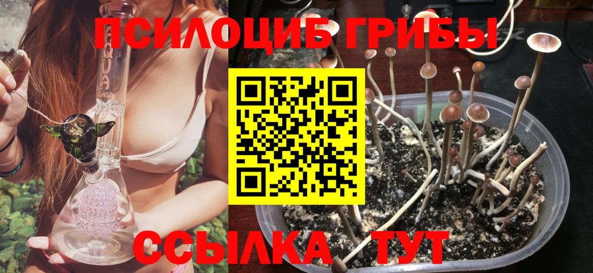 Нальчик  Псилоцибиновые грибы Psilocybine cubensis  Вход с VPN 